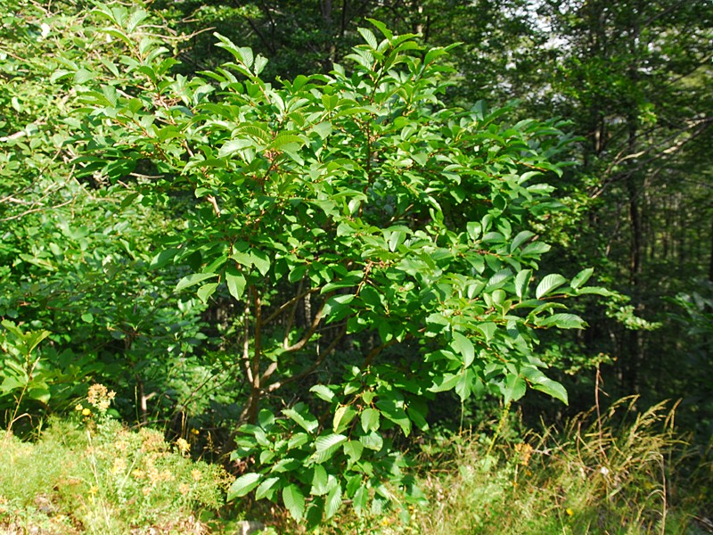 Rhamnus fallax